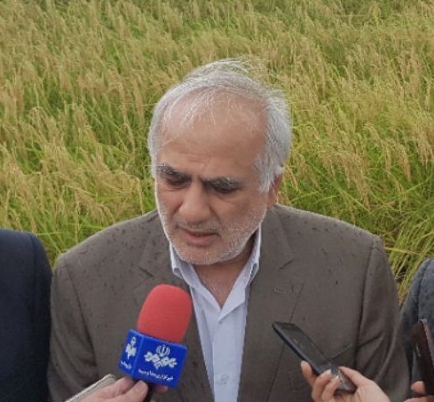 امسال قیمت برنج در بازار تثبیت خواهد شد/افزایش 80 درصدی برداشت‌ مکانیزه در مازندران