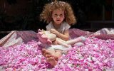 روایت گلچینان مازندران از صبحهای صورتی روایت گلچینان مازندران از صبحهای صورتی