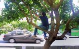 مراقب توت‌ خوری در خیابان باشید