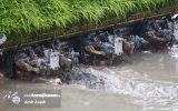 نشاکاری ۹۰ درصد شالیزارهای قائم شهر نشاکاری ۹۰ درصد شالیزارهای قائم شهر