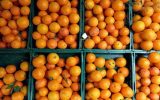 صادرات مرکبات نه به‌کام و نه به‌نام مازندران