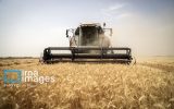 گندم قربانی برنج گندم قربانی برنج