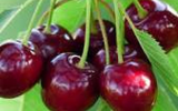 میوه ای که به اندازه شیر کلسیم دارد