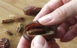 هسته خرما منبعی نوظهور برای پیشگیری از دیابت، سرطان و بیماریهای قلبی هسته خرما منبعی نوظهور برای پیشگیری از دیابت، سرطان و بیماریهای قلبی