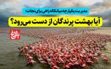 آیا بهشت پرندگان از دست میرود؟ آیا بهشت پرندگان از دست میرود؟
