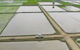 نجات شالیزار ها با نسخه ایرانی نجات شالیزار ها با نسخه ایرانی